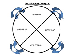 Sociedades Histológicas
CONECTIVO
MUSCULAR NERVIOSO
EPITELIAL
 