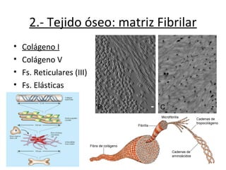 2.- Tejido óseo: matriz Fibrilar
• Colágeno I
• Colágeno V
• Fs. Reticulares (III)
• Fs. Elásticas
 