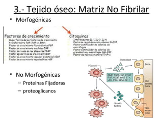 3.- Tejido óseo: Matriz No Fibrilar
• Morfogénicas
• No Morfogénicas
– Proteínas Fijadoras
– proteoglicanos
 