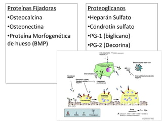 Proteínas Fijadoras
•Osteocalcina
•Osteonectina
•Proteína Morfogenética
de hueso (BMP)
Proteoglicanos
•Heparán Sulfato
•Condrotín sulfato
•PG-1 (biglicano)
•PG-2 (Decorina)
 
