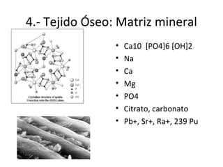 4.- Tejido Óseo: Matriz mineral
• Ca10 [PO4]6 [OH]2
• Na
• Ca
• Mg
• PO4
• Citrato, carbonato
• Pb+, Sr+, Ra+, 239 Pu
 
