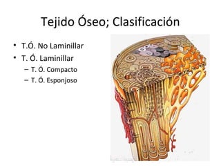 Tejido Óseo; Clasificación
• T.Ó. No Laminillar
• T. Ó. Laminillar
– T. Ó. Compacto
– T. Ó. Esponjoso
 