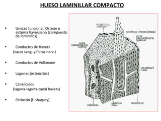 • Unidad funcional: Osteón o
sistema haversiano (compuesto
de laminillas).
• Conductos de Havers
(vasos sang. y fibras nerv.)
• Conductos de Volkmann
• Lagunas (osteocitos)
• Canalículos
(laguna-laguna-canal havers)
• Periostio (f. sharpey)
HUESO LAMINILLAR COMPACTO
 