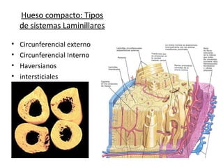 Hueso compacto: Tipos
de sistemas Laminillares
• Circunferencial externo
• Circunferencial Interno
• Haversianos
• intersticiales
 