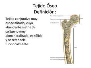 Tejido Óseo
Definición:
Tejido conjuntivo muy
especializado, cuya
abundante matriz de
colágeno muy
biomineralizada, es sólida;
y se remodela
funcionalmente
 