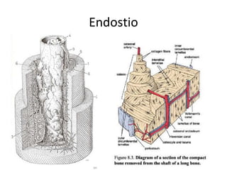 Endostio
 