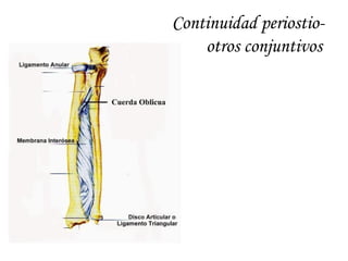 Continuidad periostio-
otros conjuntivos
 