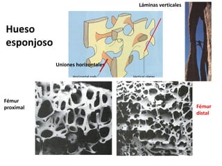 Hueso
esponjoso
Uniones horizontales
Láminas verticales
Fémur
proximal Fémur
distal
 