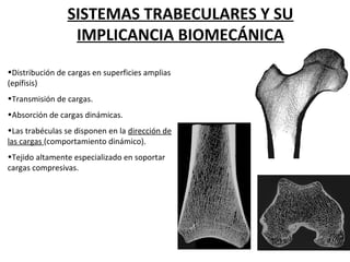 SISTEMAS TRABECULARES Y SU
IMPLICANCIA BIOMECÁNICA
•Distribución de cargas en superficies amplias
(epífisis)
•Transmisión de cargas.
•Absorción de cargas dinámicas.
•Las trabéculas se disponen en la dirección de
las cargas (comportamiento dinámico).
•Tejido altamente especializado en soportar
cargas compresivas.
 
