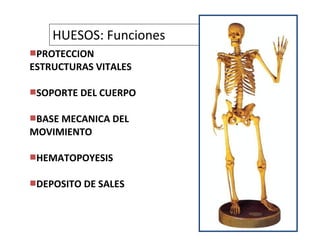 HUESOS: Funciones
PROTECCION
ESTRUCTURAS VITALES
SOPORTE DEL CUERPO
BASE MECANICA DEL
MOVIMIENTO
HEMATOPOYESIS
DEPOSITO DE SALES
 