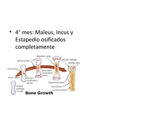 • 4° mes: Maleus, Incus y
Estapedio osificados
completamente
 