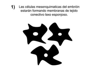 Las células mesenquimaticas del embrión
estarán formando membranas de tejido
conectivo laxo esponjoso.
1)
 