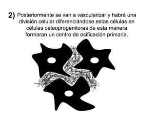 2) Posteriormente se van a vascularizar y habrá una
división celular diferenciándose estas células en
células osteoprogenitoras de esta manera
formaran un centro de osificación primaria.
 