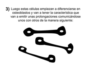3) Luego estas células empiezan a diferenciarse en
osteoblastos y van a tener la característica que
van a emitir unas prolongaciones comunicándose
unos con otros de la manera siguiente:
 