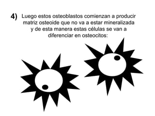 4) Luego estos osteoblastos comienzan a producir
matriz osteoide que no va a estar mineralizada
y de esta manera estas células se van a
diferenciar en osteocitos:
 