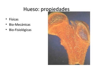 Hueso: propiedades
• Físicas
• Bio-Mecánicas
• Bio-Fisiológicas
 