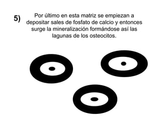 5) Por último en esta matriz se empiezan a
depositar sales de fosfato de calcio y entonces
surge la mineralización formándose así las
lagunas de los osteocitos.
 