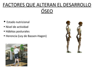FACTORES QUE ALTERAN EL DESARROLLO
ÓSEO
• Estado nutricional
• Nivel de actividad
• Hábitos posturales
• Herencia (Ley de Bassen-Hagen)
 
