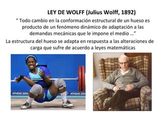 LEY DE WOLFF (Julius Wolff, 1892)
“ Todo cambio en la conformación estructural de un hueso es
producto de un fenómeno dinámico de adaptación a las
demandas mecánicas que le impone el medio …”
La estructura del hueso se adapta en respuesta a las alteraciones de
carga que sufre de acuerdo a leyes matemáticas
 