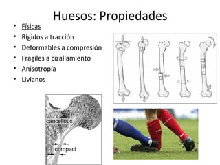 Huesos: Propiedades
• Físicas
• Rígidos a tracción
• Deformables a compresión
• Frágiles a cizallamiento
• Anisotropía
• Livianos
 