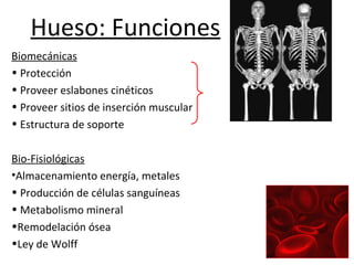 Hueso: Funciones
Biomecánicas
• Protección
• Proveer eslabones cinéticos
• Proveer sitios de inserción muscular
• Estructura de soporte
Bio-Fisiológicas
•Almacenamiento energía, metales
• Producción de células sanguíneas
• Metabolismo mineral
•Remodelación ósea
•Ley de Wolff
 