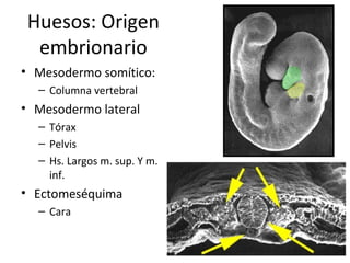 Huesos: Origen
embrionario
• Mesodermo somítico:
– Columna vertebral
• Mesodermo lateral
– Tórax
– Pelvis
– Hs. Largos m. sup. Y m.
inf.
• Ectomeséquima
– Cara
 