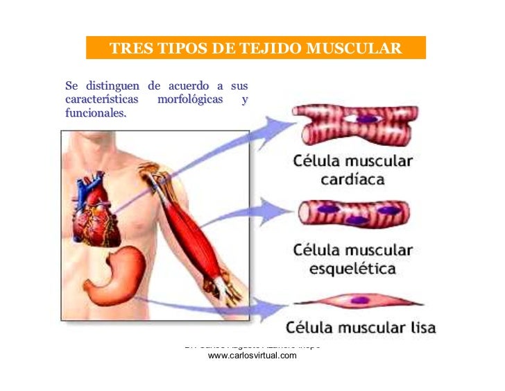 Clase 5 Tejido Muscular 2009