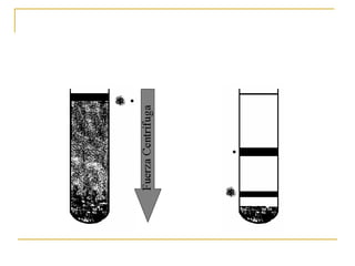 Aplicación de fuerza centrífuga 