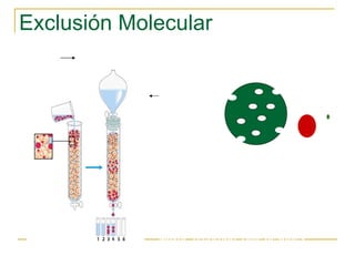 Exclusión Molecular A:  Pasa s ólo por fuera de las perlas Menos recorrido, sale primero B:  Pasa por dentro y por fuera de las perlas Mayor  recorrido, Sale después Resina porosa Fase estacionaria Amortiguador Fase m óvil Resina B A 