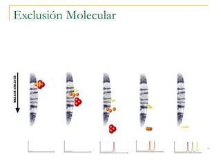 Exclusión Molecular 1 . La  column a   se equilibra con el buffer de corrida 2.   Aplicación de la muestra ( 0.5 - 5%  volumen de columna) 3.  Elu c i ó n. .                                                                                                                                                                                                                                                                                