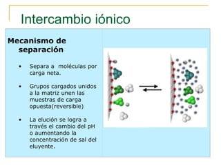 Intercambio iónico                                                                                                                     Mecanismo de separación Separa a  moléculas por carga neta. Grupos cargados unidos a la matriz unen las  muestras de carga opuesta(reversible) La elución   se logra a través el camb i o del pH o aumentando la concentración de sal del eluyente.                                                                    Fig 1.1. Charged sample molecules adsorb to ion exchangers of the opposite sign. The interaction is a dynamic equilibrium that can be influenced by pH or salt concentration.  