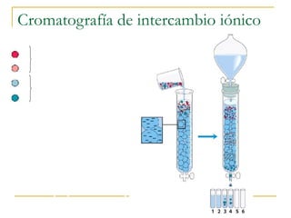 Cromatografía de intercambio iónico Retenidas por la resina Para separar A de la resina es necesario cambiar el pH por arriba del pI Resina carga (-) Atrae cationes A: (+) B: (-) 