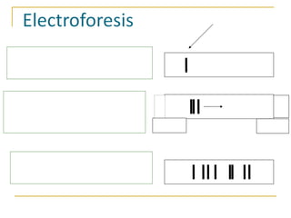 1. Se realiza sobre un soporte sólido o semisólido, para minimizar efectos de difusión 2. Se somete el conjunto a un campo eléctrico constante,  a un pH fijo; las proteínas migran conforme a su carga eléctrica 3. Terminada la electroforesis, las proteínas se tiñen con un colorante adecuado (ej., Azul de Coomassie) Muestra + - Ánodo Cátodo 