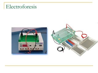 Electroforesis 
