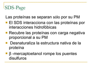 SDS-Page  Las proteínas se separan  s ó lo  por su PM El SDS interacciona con las proteínas por interacciones hidrofóbicas  Recubre las proteínas con carga negativa proporcional a su PM   Desnaturaliza la estructura nativa de la proteína    -mercaptoetanol rompe los pu e ntes disulfuros 