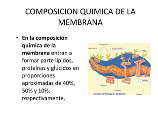 COMPOSICION QUIMICA DE LA MEMBRANA En la composición química de la membrana  entran a formar parte lípidos, proteínas y glúcidos en proporciones aproximadas de 40%, 50% y 10%, respectivamente.  