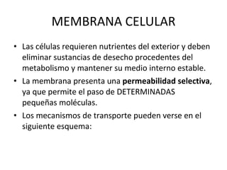 MEMBRANA CELULAR Las células requieren nutrientes del exterior y deben eliminar sustancias de desecho procedentes del metabolismo y mantener su medio interno estable.  La membrana presenta una  permeabilidad selectiva , ya que permite el paso de DETERMINADAS  pequeñas moléculas.  Los mecanismos de transporte pueden verse en el siguiente esquema: 
