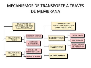 MECANISMOS DE TRANSPORTE A TRAVES DE MEMBRANA 