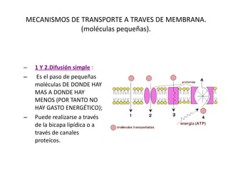MECANISMOS DE TRANSPORTE A TRAVES DE MEMBRANA.(moléculas pequeñas). 1 Y 2.Difusión simple   : Es el paso de pequeñas moléculas DE DONDE HAY MAS A DONDE HAY MENOS (POR TANTO NO HAY GASTO ENERGÉTICO);  Puede realizarse a través de la bicapa lipídica o a través de canales proteícos.  