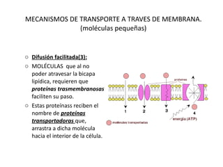 MECANISMOS DE TRANSPORTE A TRAVES DE MEMBRANA.(moléculas pequeñas) Difusión facilitada(3): MOLÉCULAS  que al no poder atravesar la bicapa lipídica, requieren que  proteínas trasmembranosas  faciliten su paso.  Estas proteínass reciben el nombre de  proteínas transportadoras  que, arrastra a dicha molécula hacia el interior de la célula.  