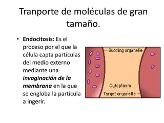 Tranporte de moléculas de gran tamaño. Endocitosis:  Es el proceso por el que la célula capta partículas del medio externo mediante una  invaginación de la membrana  en la que se engloba la partícula a ingerir.  