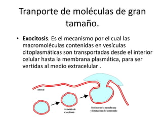 Tranporte de moléculas de gran tamaño. Exocitosis . Es el mecanismo por el cual las macromoléculas contenidas en vesículas citoplasmáticas son transportadas desde el interior celular hasta la membrana plasmática, para ser vertidas al medio extracelular . 