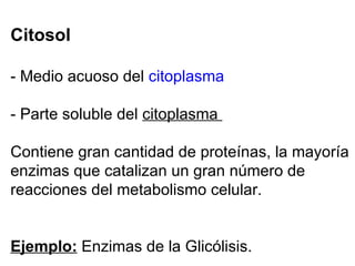 Citosol - Medio acuoso del  citoplasma - Parte soluble del  citoplasma  Contiene gran cantidad de proteínas, la mayoría enzimas que catalizan un gran número de reacciones del metabolismo celular.  Ejemplo:  Enzimas de la Glicólisis. 
