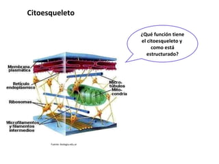 ¿Qué función tiene el citoesqueleto y  como está estructurado? Fuente: biologia.edu.ar Citoesqueleto  