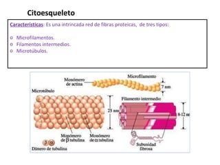 Características : Es una intrincada red de fibras proteicas,  de tres tipos: Microfilamentos. Filamentos intermedios. Microtúbulos. Citoesqueleto  