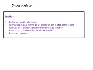 Citoesqueleto  Función :  Da forma y sostén a la célula. Permite el desplazamiento de los organelos por el citoplasma celular. Participa en la división celular formando el huso mitótico. Participa en la contracción y movimiento celular. Forma los centriolos. 