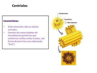 Centriolos  Características:  Están presentes sólo en células animales. Constan de nueve tripletes de microtúbulos perifericos que conforman anillos cortos huecos, con forma de barril (en una ordenación “9+0”).  