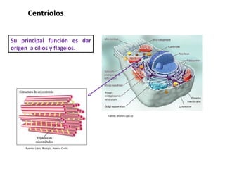 Su principal función es dar origen  a cilios y flagelos. Fuente: etsmre.upv.es Fuente: Libro, Biología, Helena Curtis Centriolos  