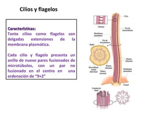 Cilios y flagelos  Características:  Tanto cilios como flagelos son delgadas extensiones de la membrana plasmática. Cada cilio y flagelo presenta un anillo de nueve pares fusionados de microtúbulos, con un par no fusionado en el centro en  una ordenación de “9+2”  