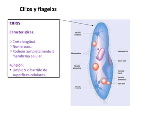 CILIOS Características : Corta longitud.  Numerosos.  Rodean completamente la membrana celular. Función :  Limpieza o barrido de superficies celulares. Cilios y flagelos  